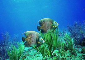 環(huán)境影響評(píng)價(jià)、排污許可證、應(yīng)急預(yù)案